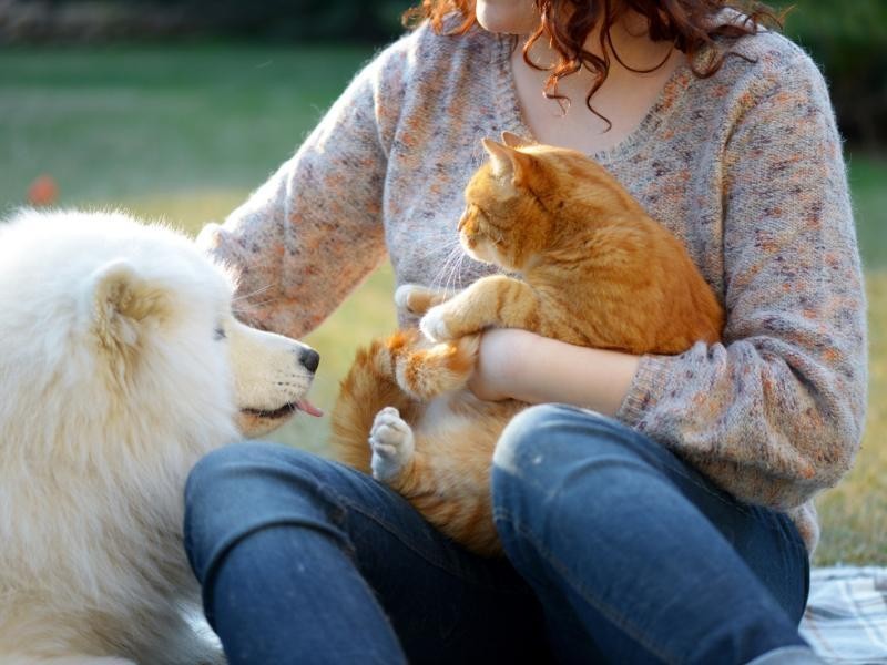 Crematório de Animais em Chapecó: Conheça o Crematório Pet Chapecó