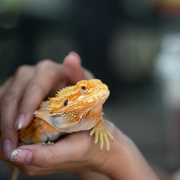 Cremação de Animais Exóticos em Maravilha