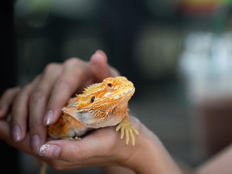 Cremação de Animais Exóticos em Maravilha