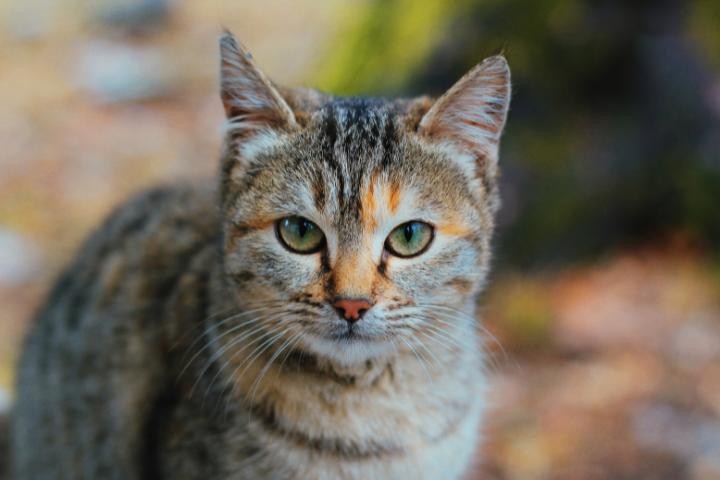 Cremação de Gato